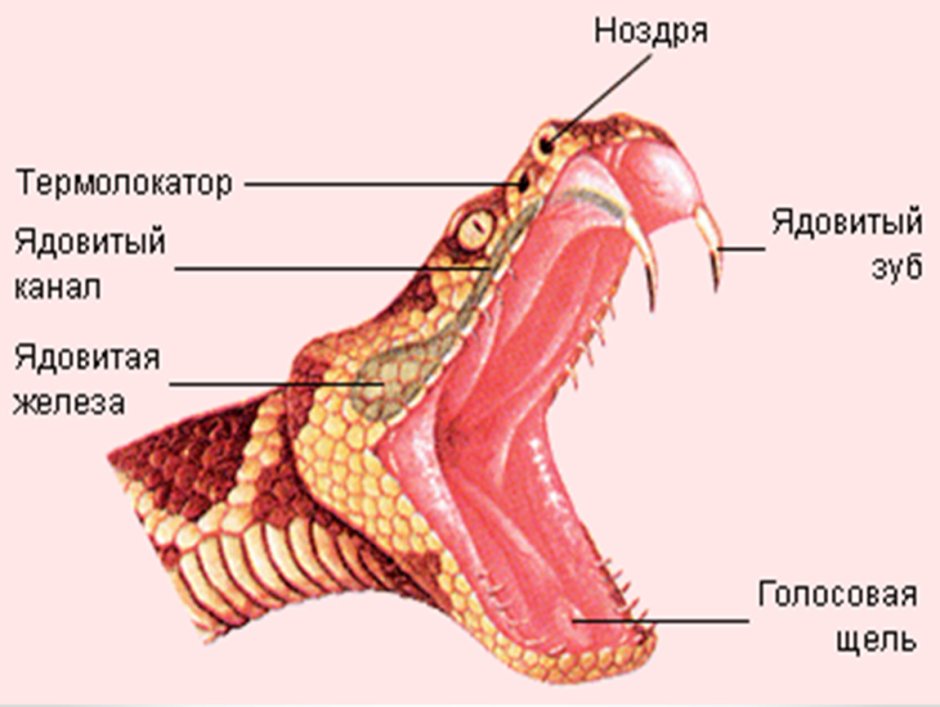 Мемы с ящерицами