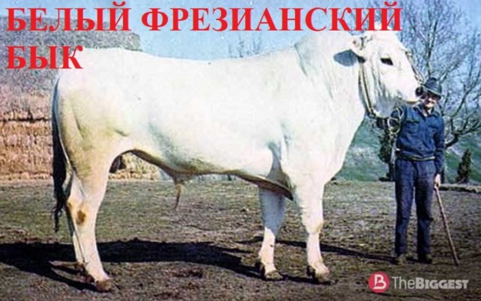 Самый большой бык в мире Донетто