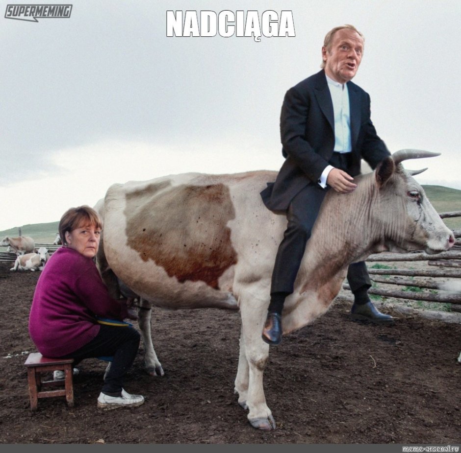 Бык итальянец Доннето