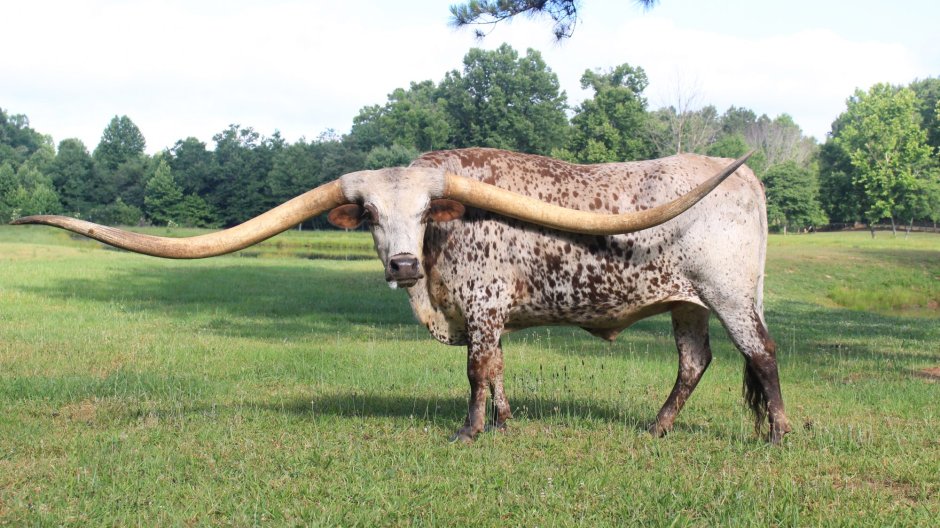 Brangus Cattle