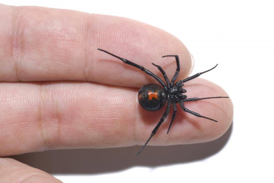 Latrodectus mactans (чёрная вдова)