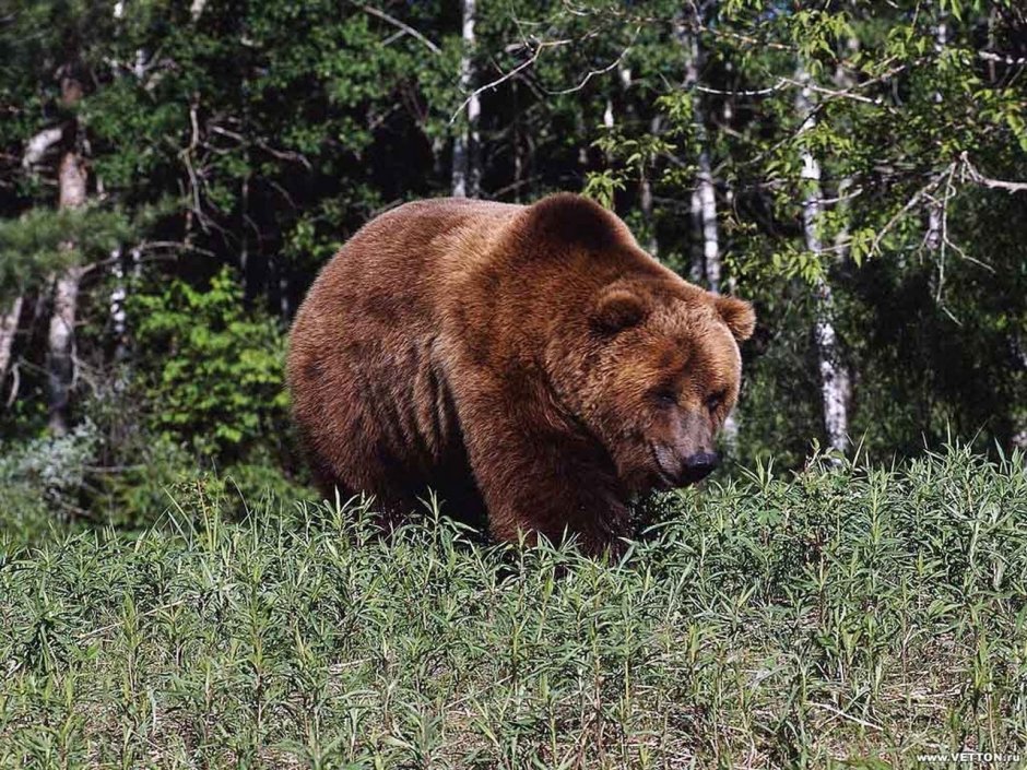 Гризли Воронежская область