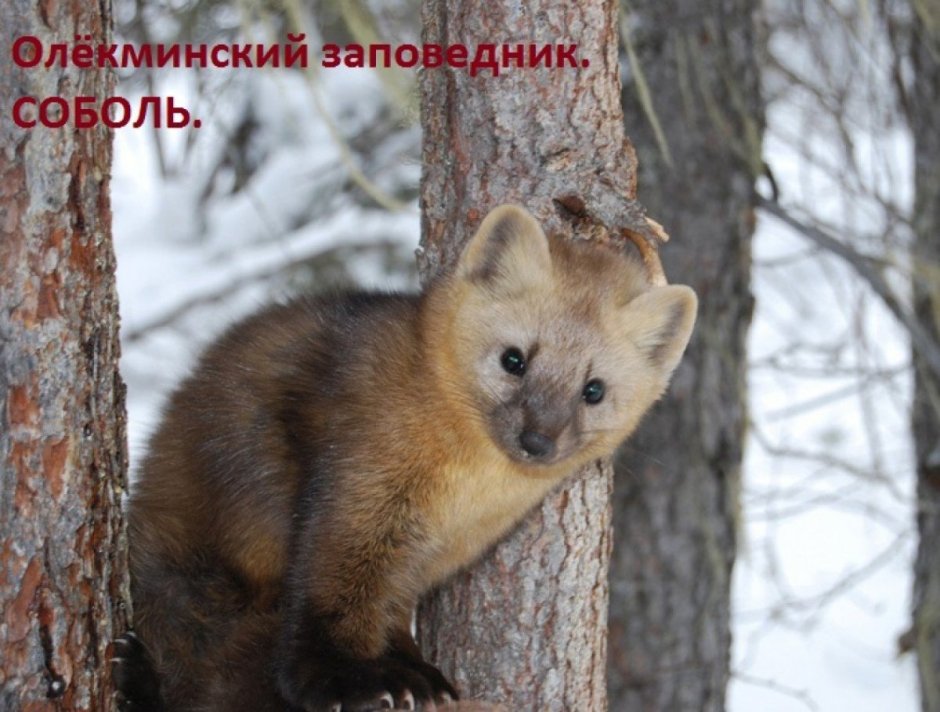Олёкминский заповедник животные
