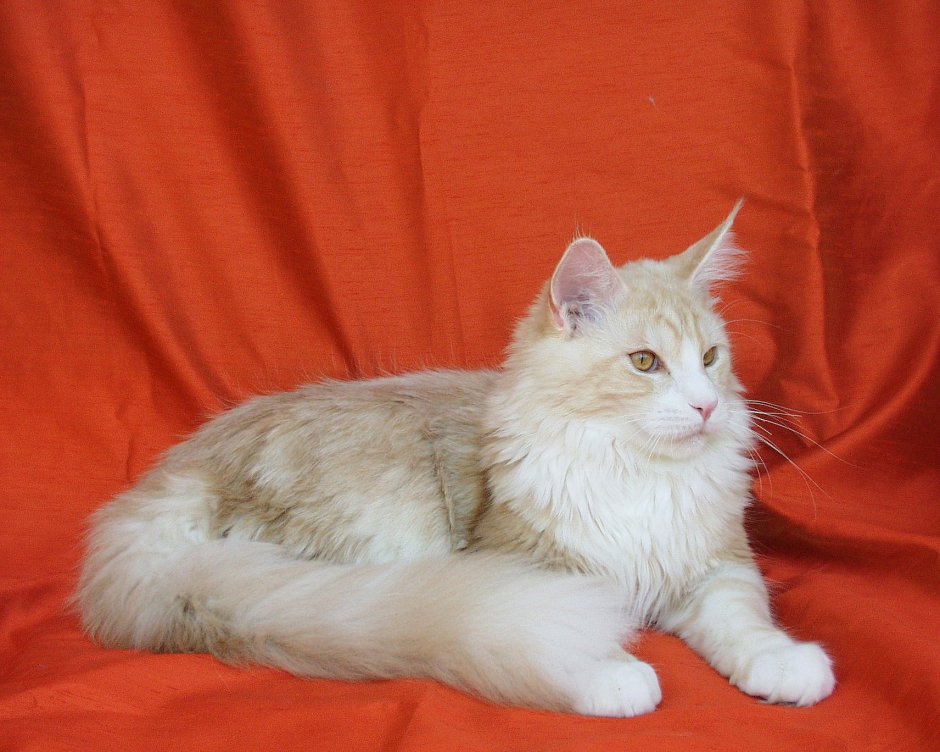 Коты Мейн кун
