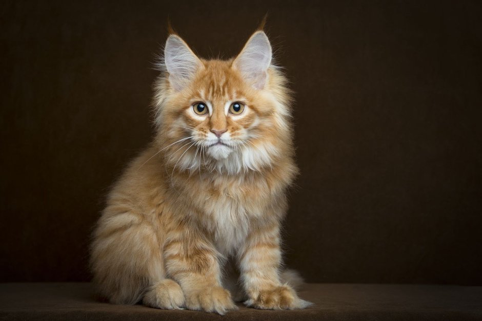 Ангорский кот персиковый