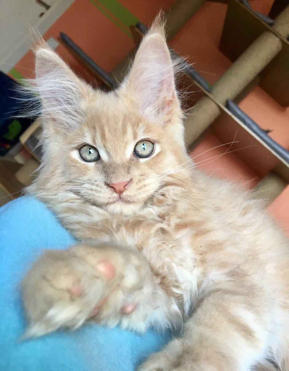 Котята Мейн кун