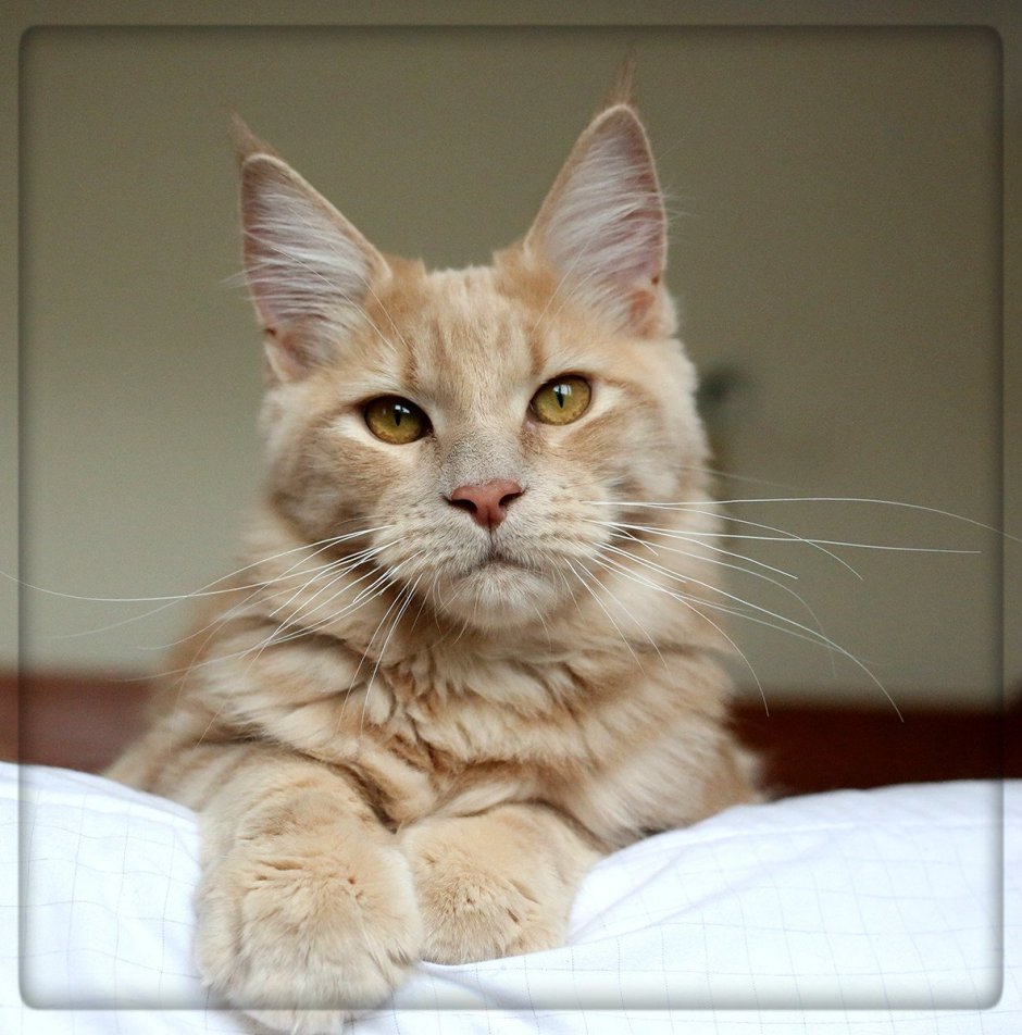 Кот Мейн кун