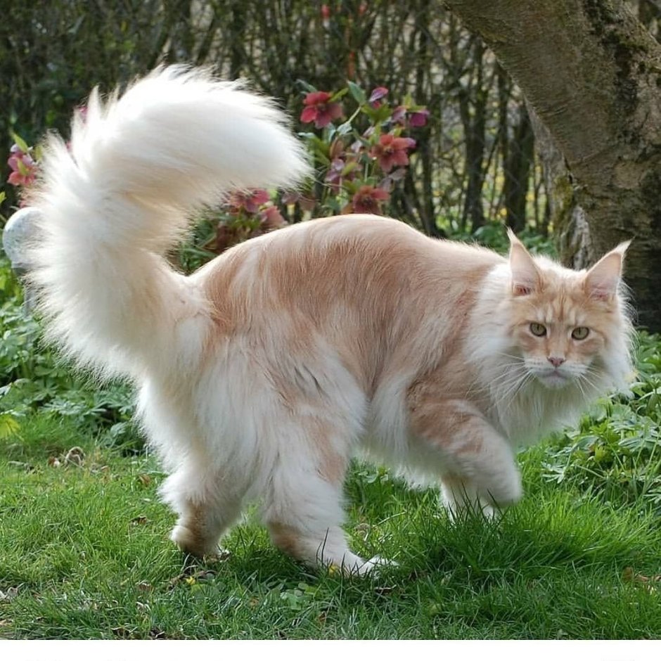 Мейн кун кошка хвост