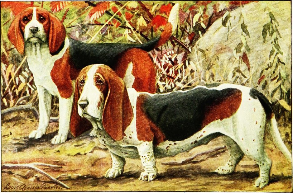 Бигль художник