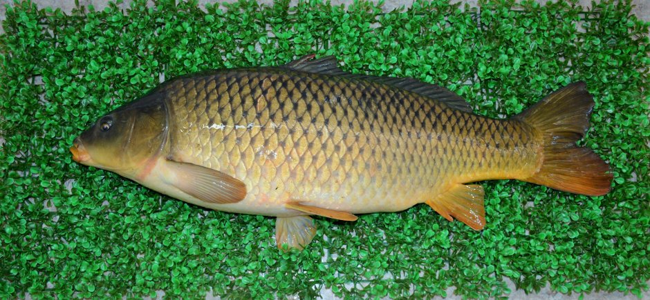 Карп (Cyprinus Carpio)