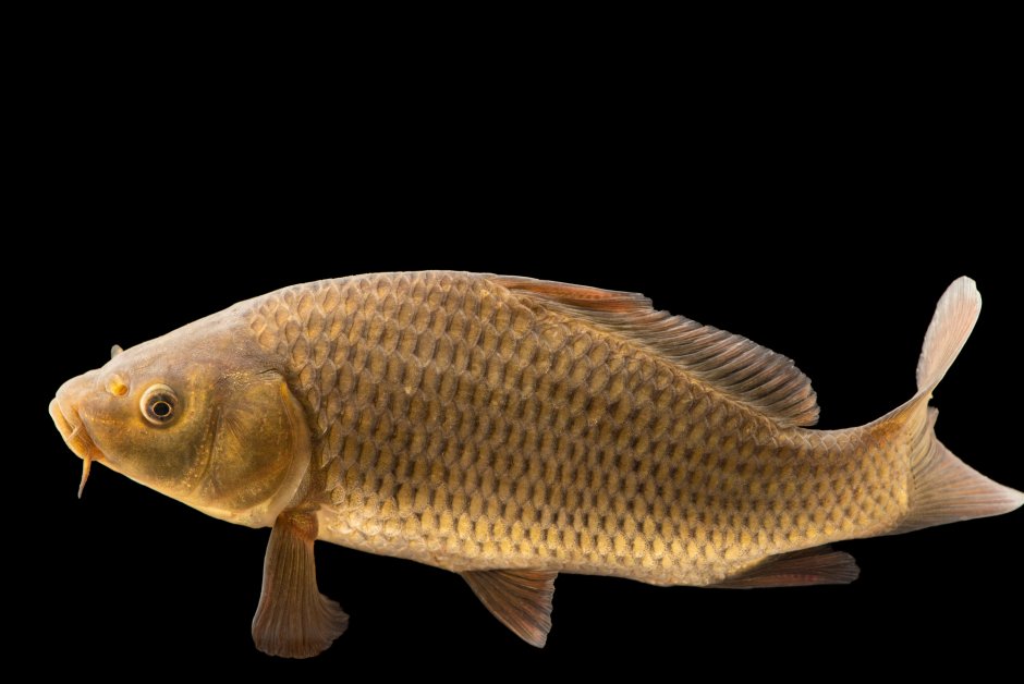 Карп обыкновенный – Cyprinus Carpio
