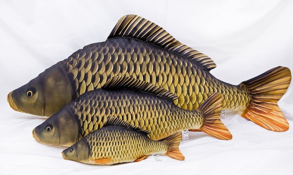 Сазан (Cyprinus Carpio)