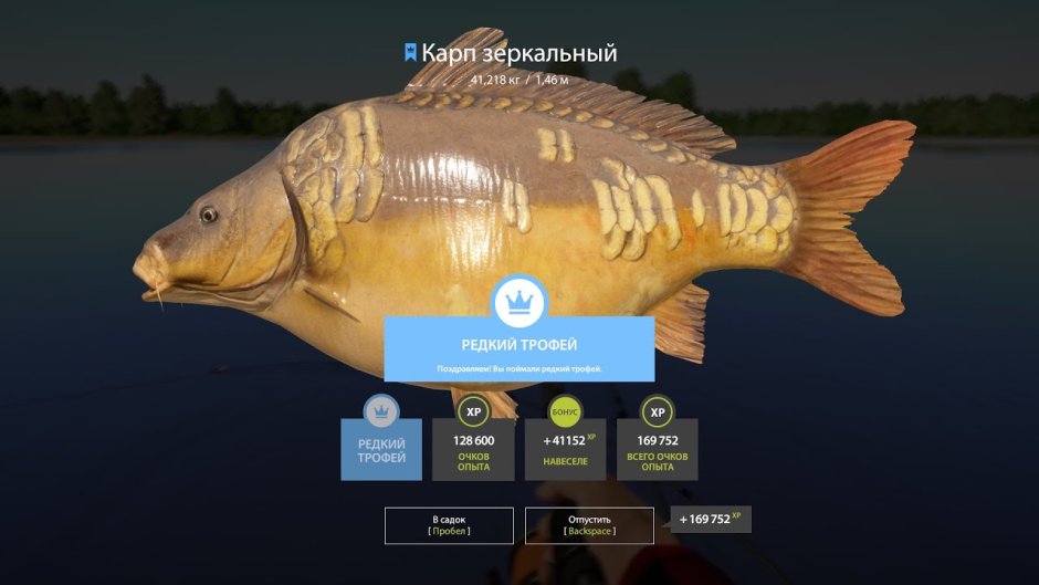 Арована Золотая краснохвостая