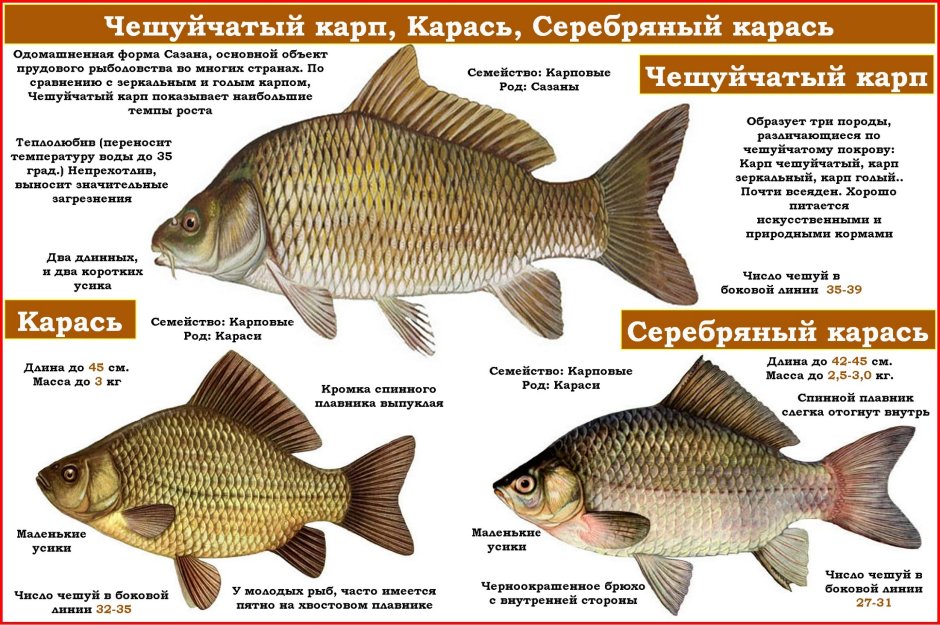 Чешуя кг1048