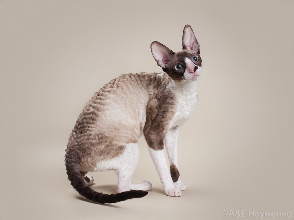 Американский Корниш рекс
