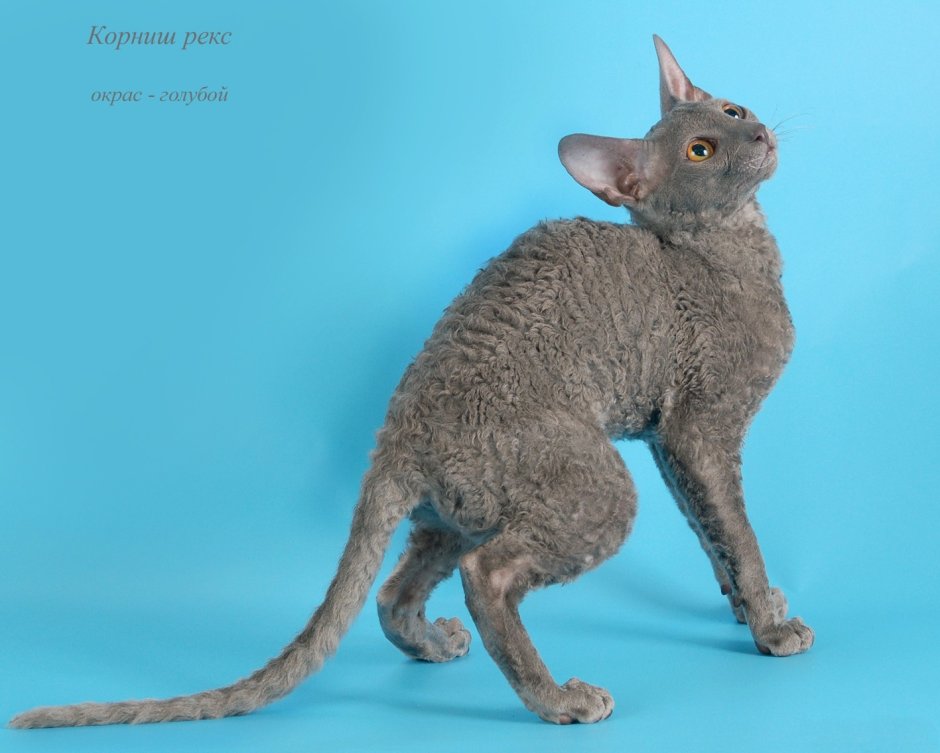 Корниш рекс белый