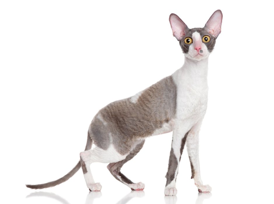 Корни Шрек