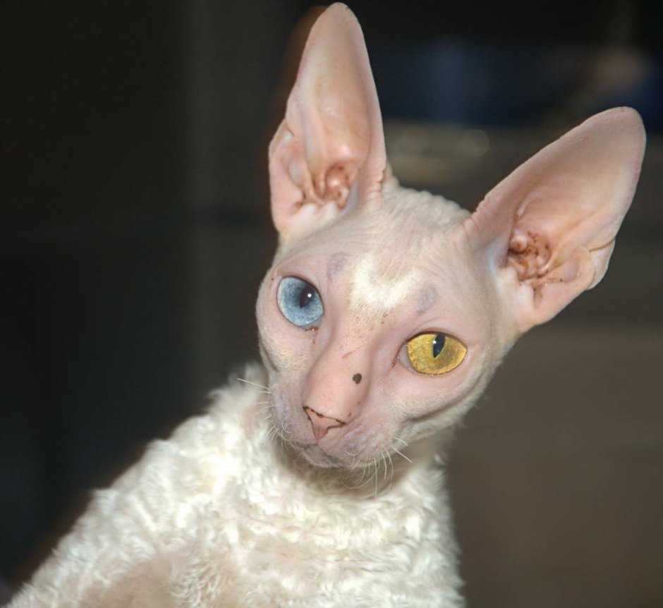 Раскраска Корниш рекс