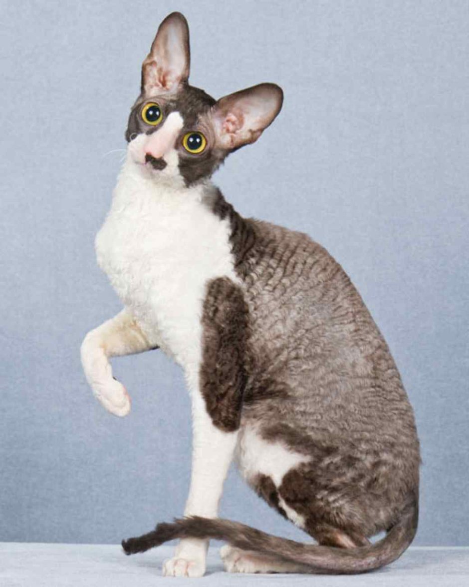Корниш рекс кошка