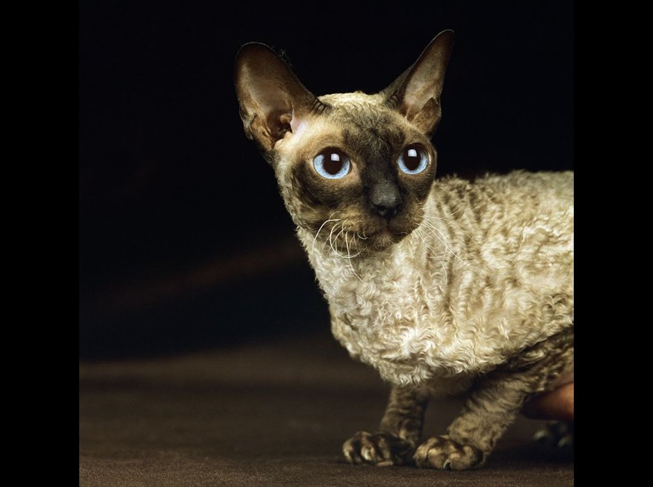 Корниш рекс