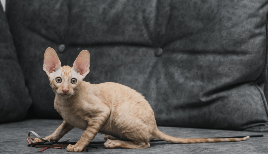 Корниш рекс кошка