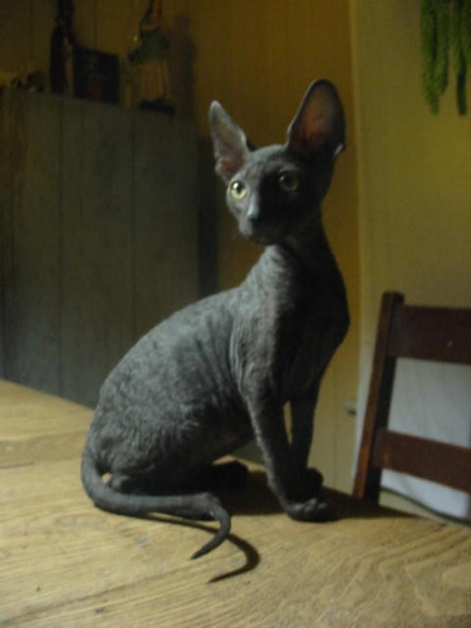 Корниш рекс Иваново