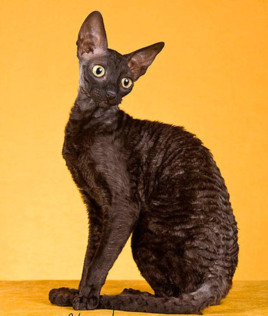 Корниш рекс кошка белая
