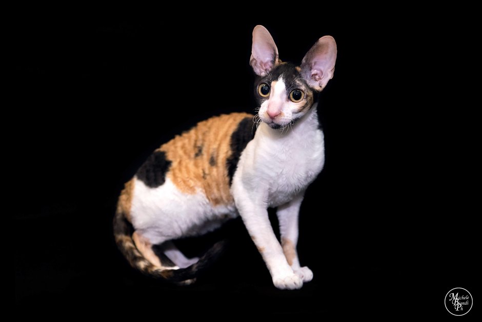 Сфинкс Корниш рекс