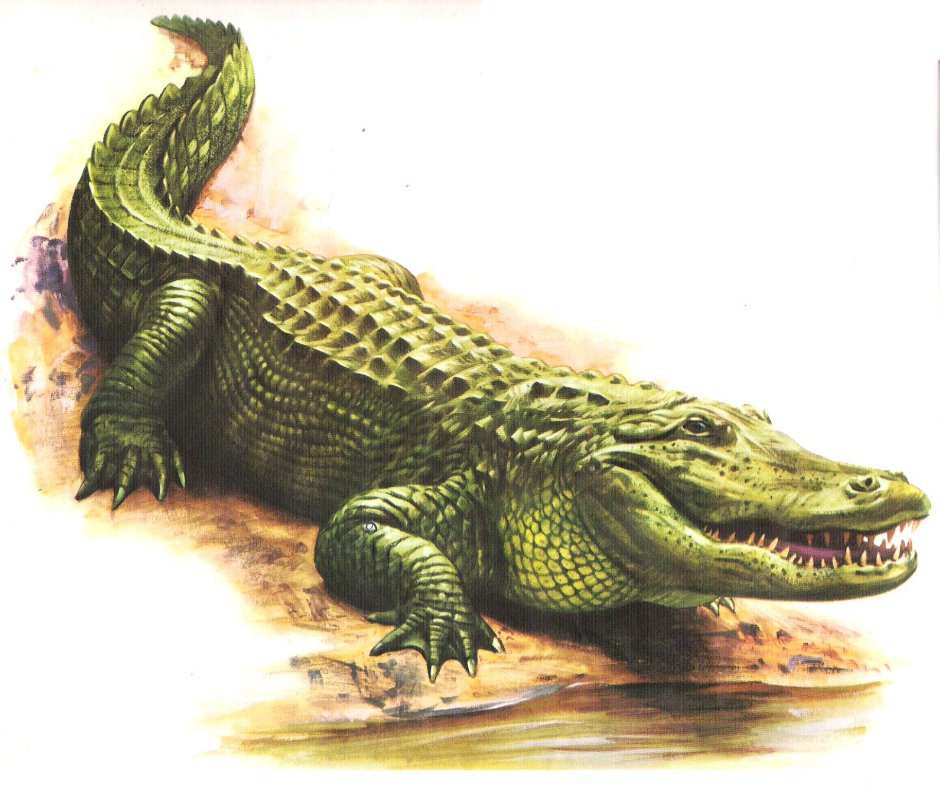 Alligator 3d