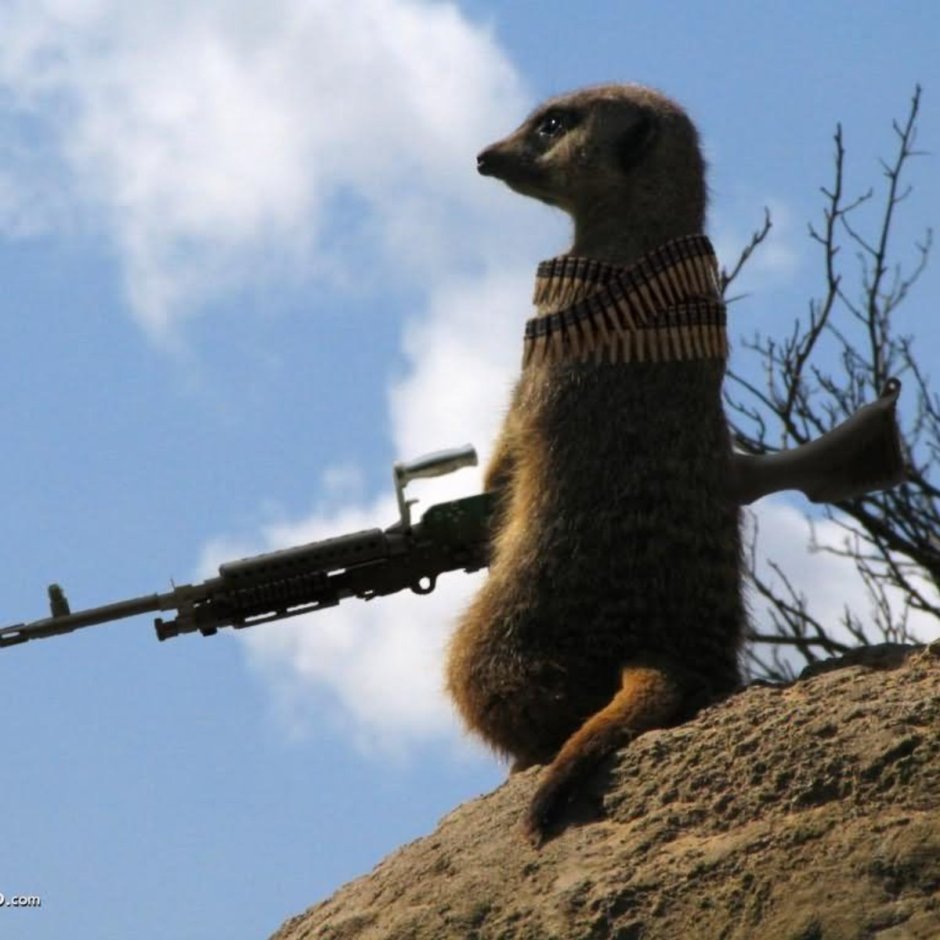 Боевой суслик