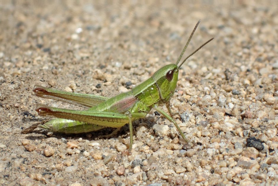 Saga Hellenica