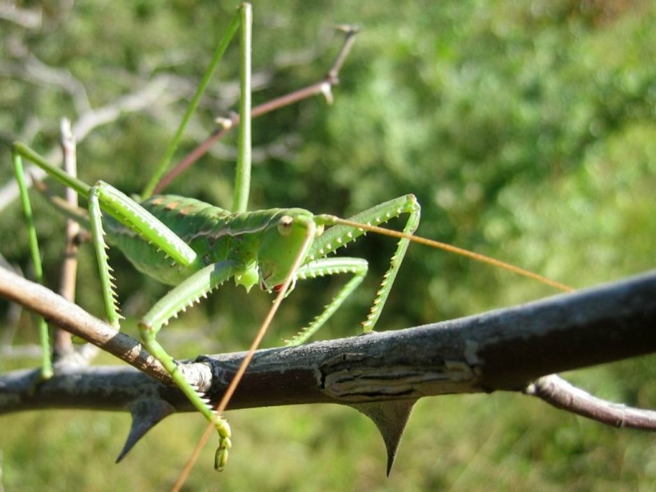 Clonia wahlbergi