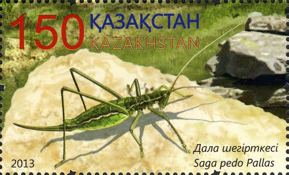 Прямокрылые Саранча