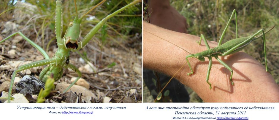 Кузнечик Саранча сверчок богомол