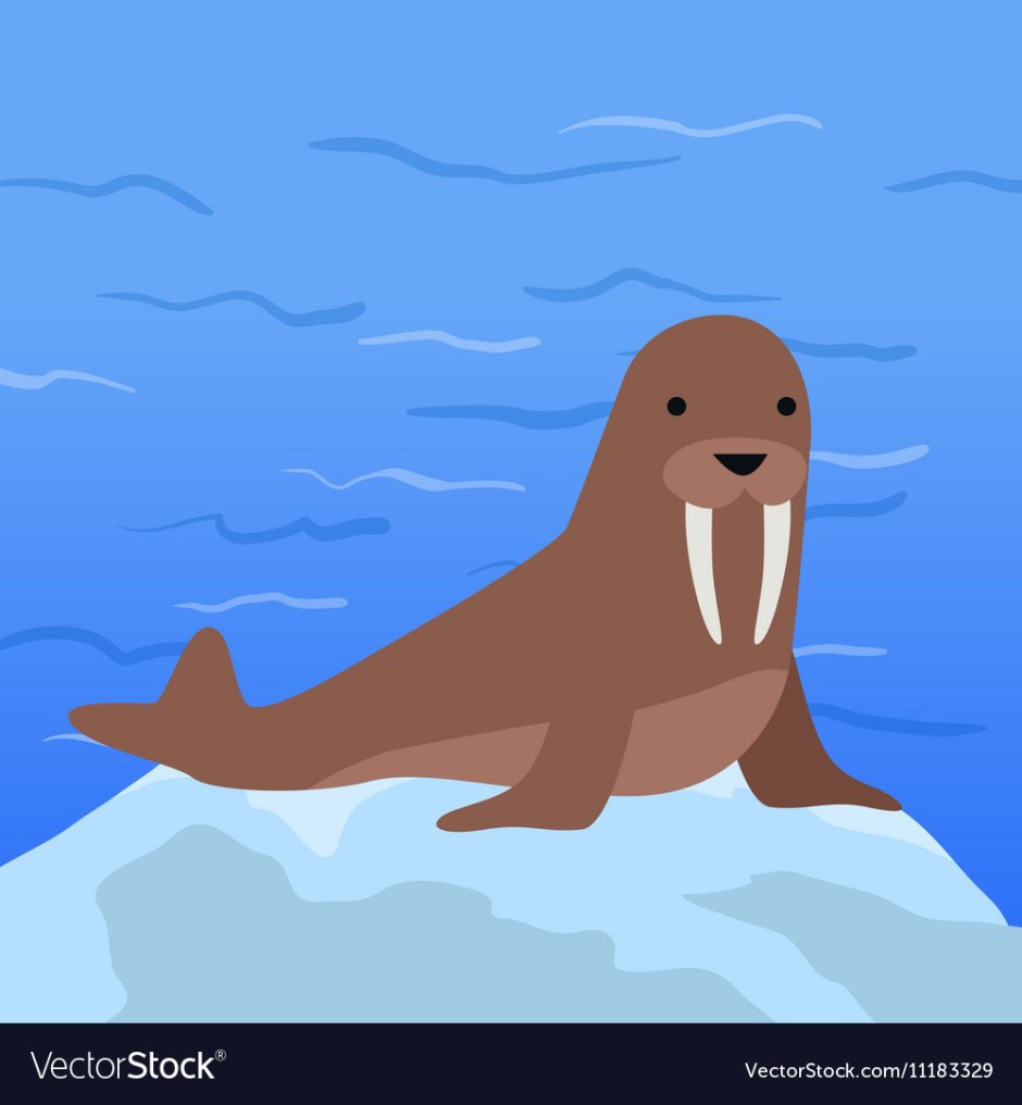 Голова моржа