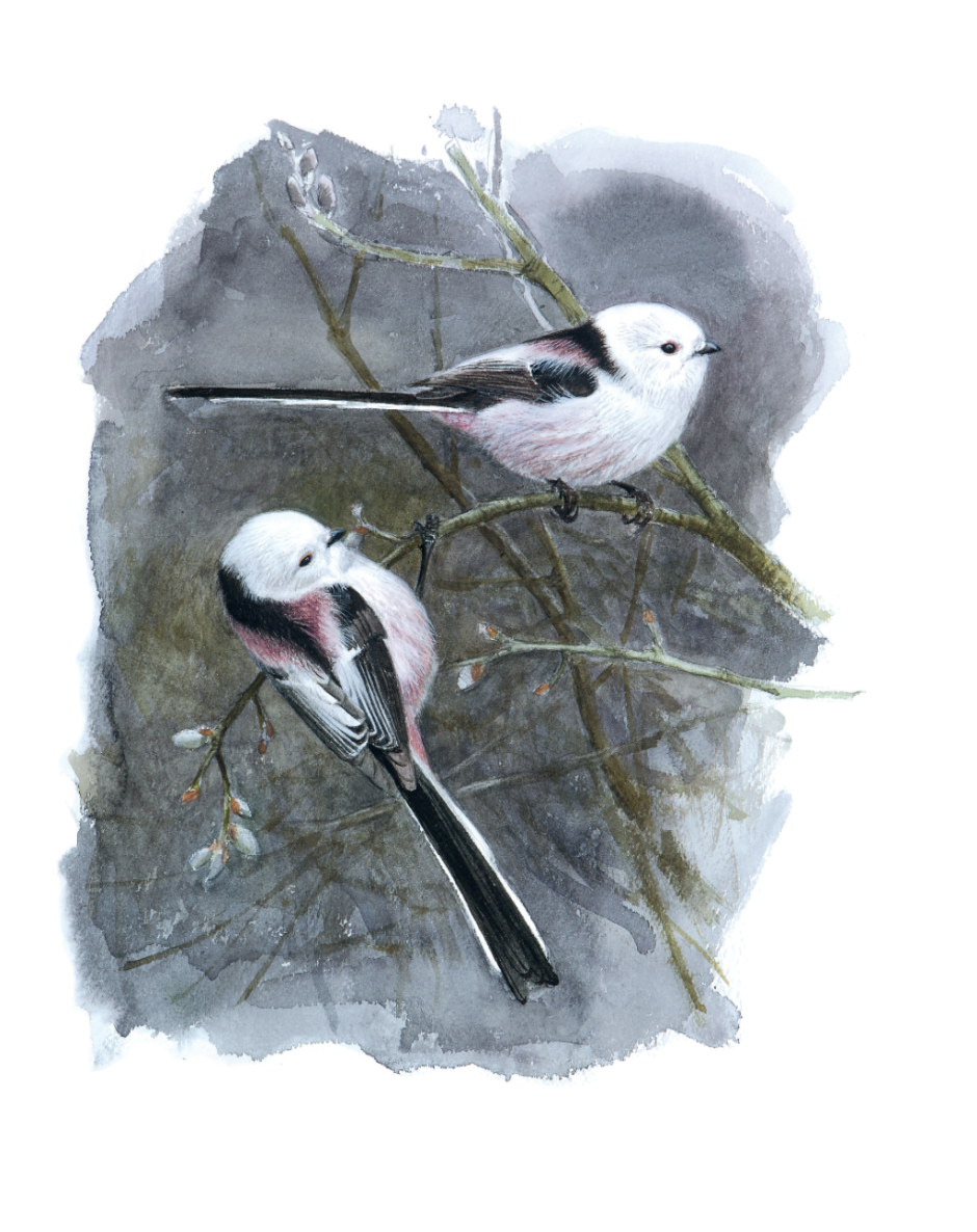 Lars Jonsson Bird artist