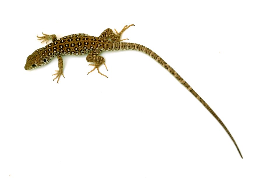 Конечности хамелеона