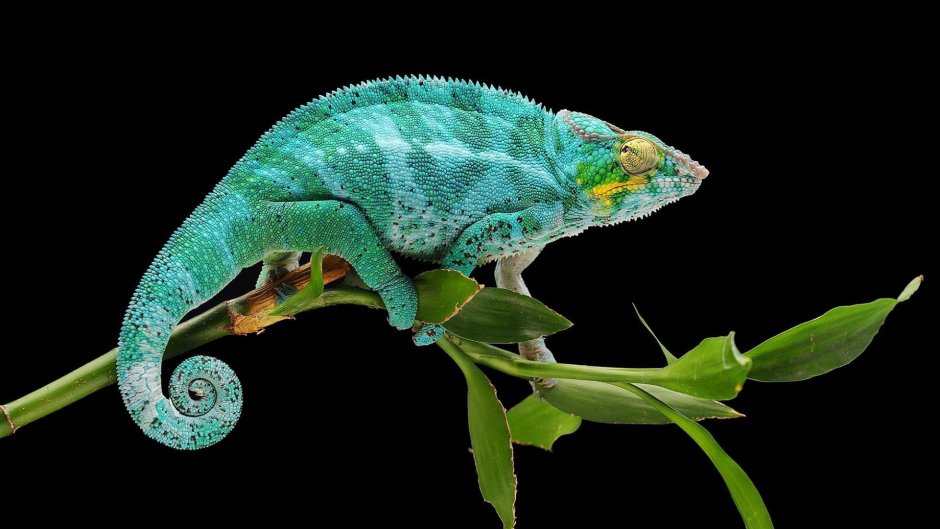 Лапы хамелеона