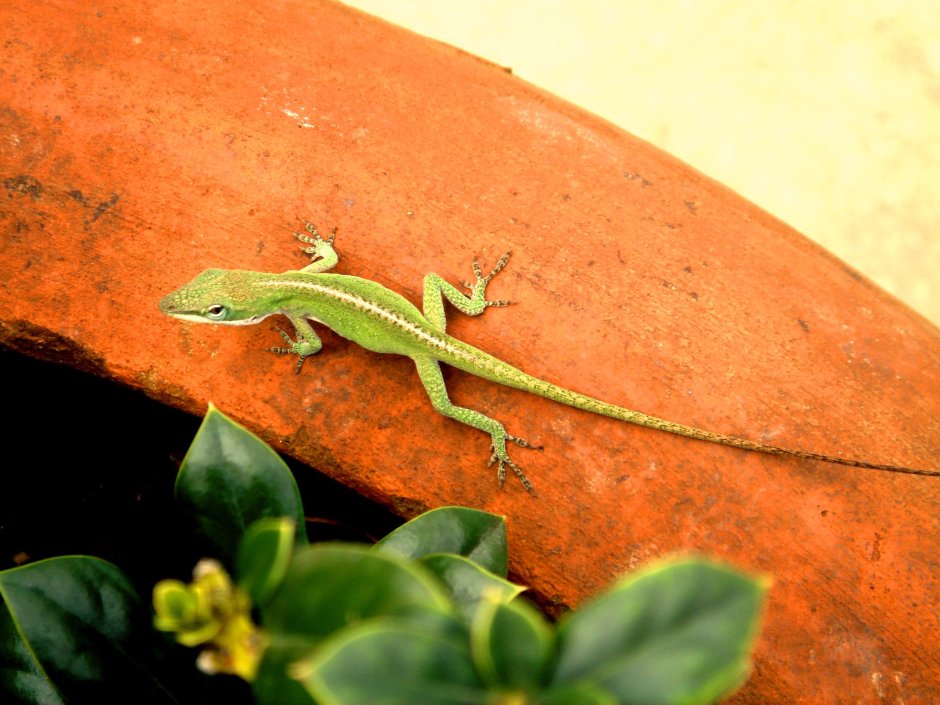 Ошейниковая пустынная игуана