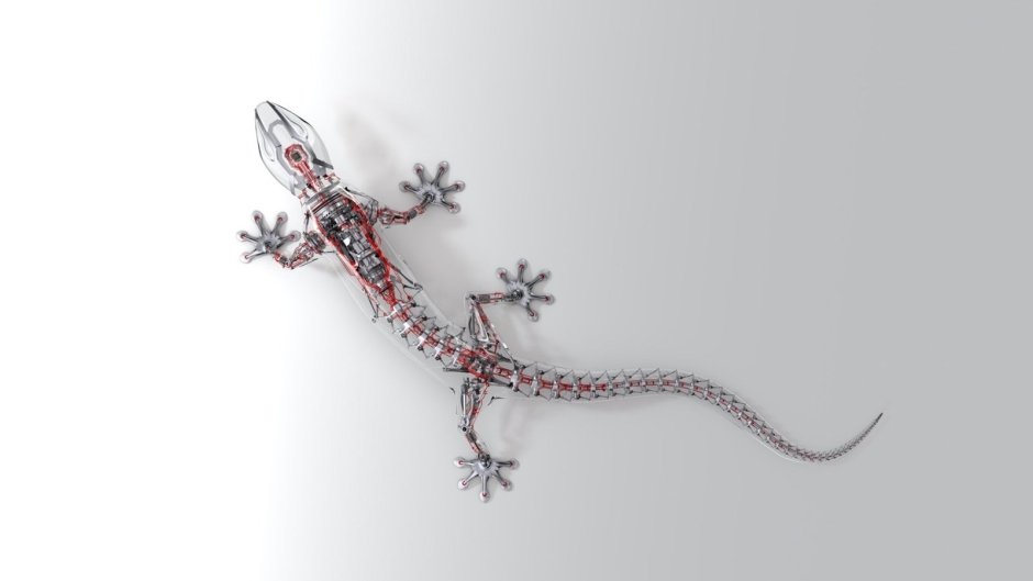 Сцинк Петерса