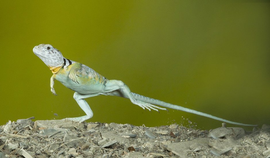 Строение хамелеона