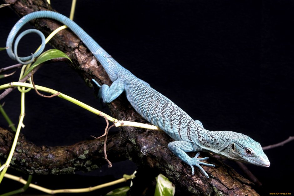 Пантеровый хамелеон