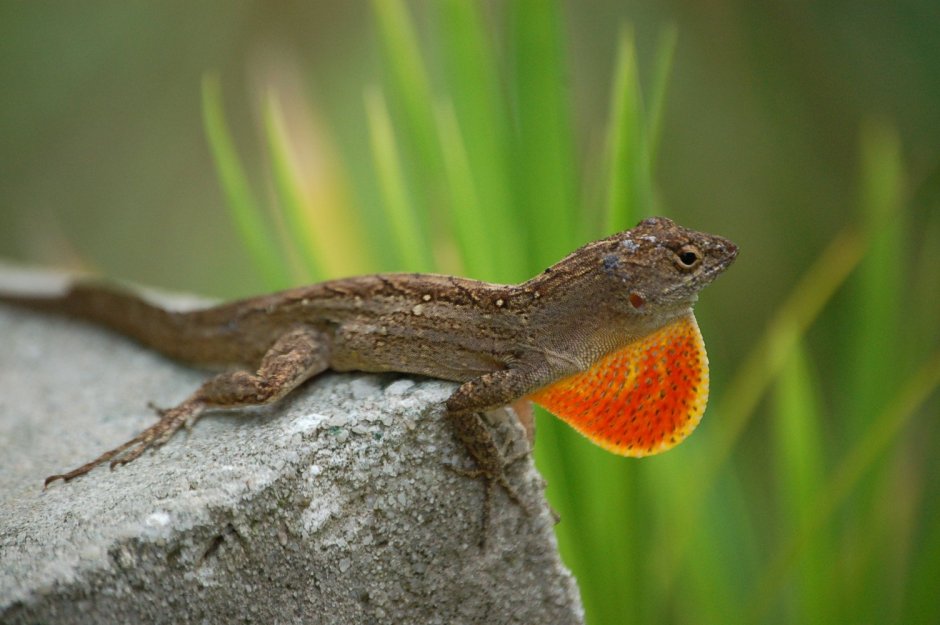 Ящерица Ауди кватро