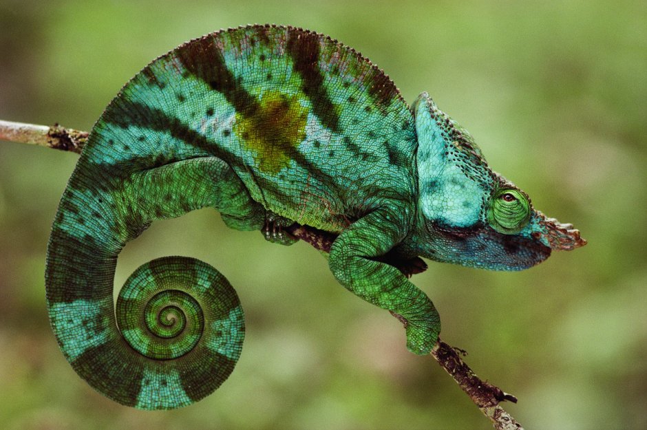 Йеменский хамелеон красный