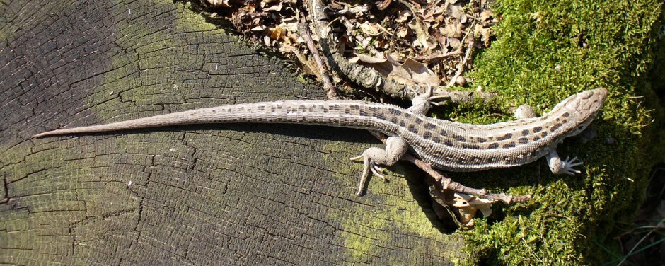 Скелет йеменского хамелеона