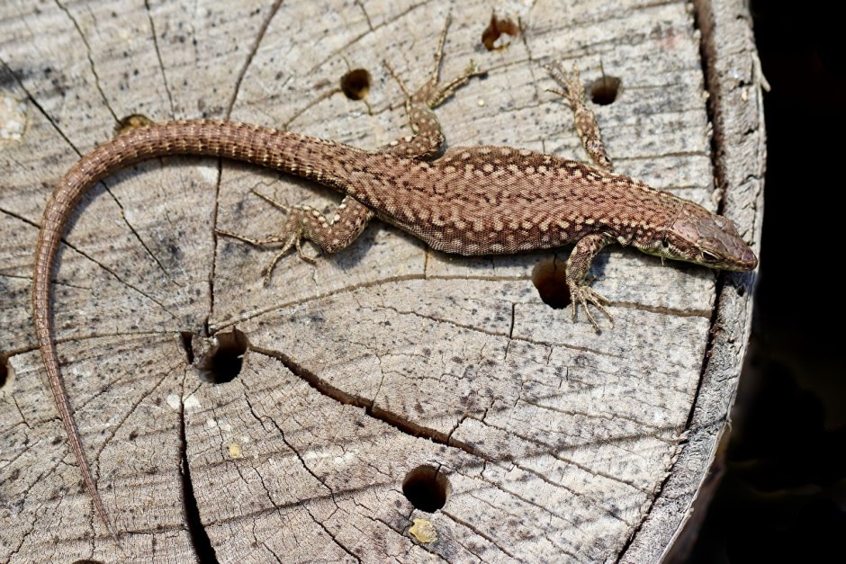 Пресмыкающиеся Бразилии