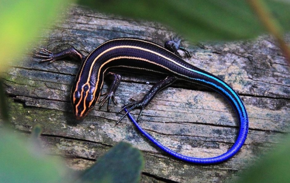 Тритон эублефар