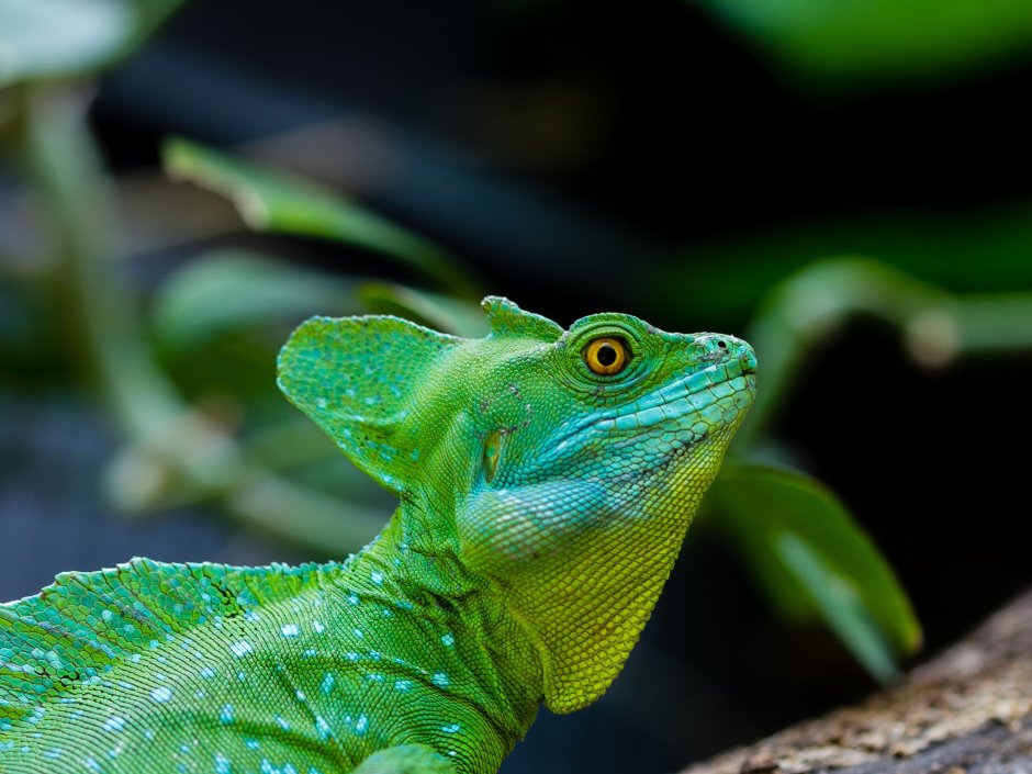 Шестилинейчатая долгохвостка