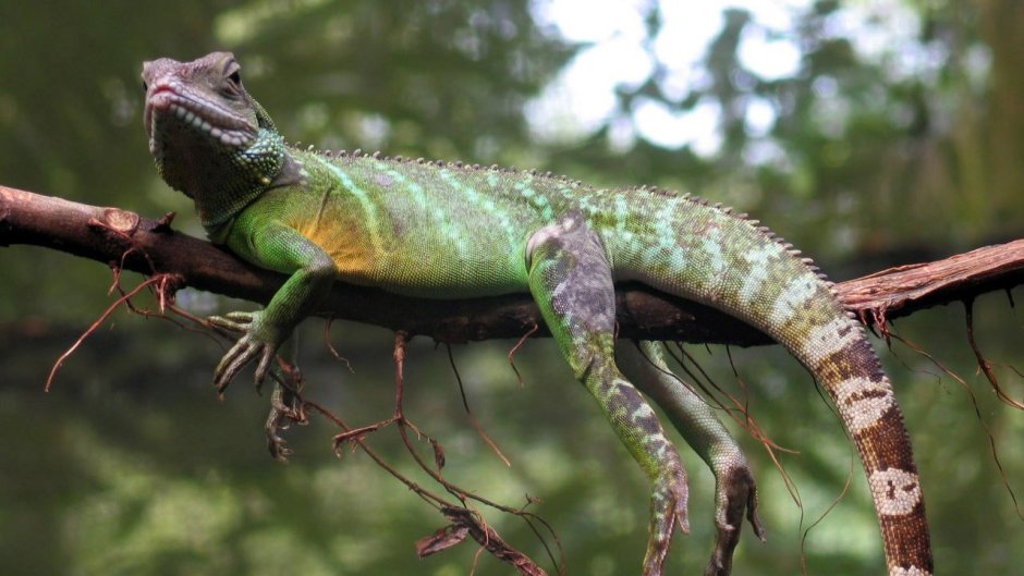 Ящерица класс