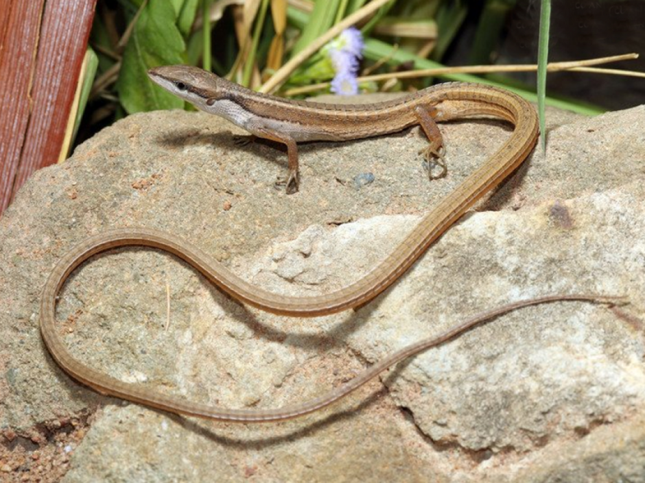 Геккон Таиланд